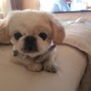 Meet your Posher, Alisa